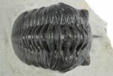 Morocconites Trilobite Fossil - Ofaten, Morocco #347296-1
